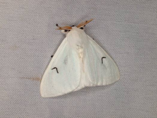  p>茶白毒蛾( i>arctornis alba  /i>(bremer,1861)是 a href="#">