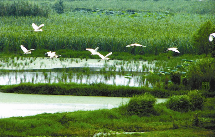 湖北洪湖湿地国家级自然保护区