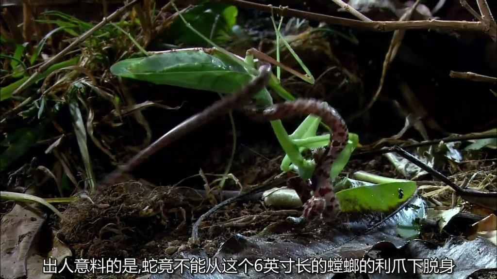 非洲巨螳