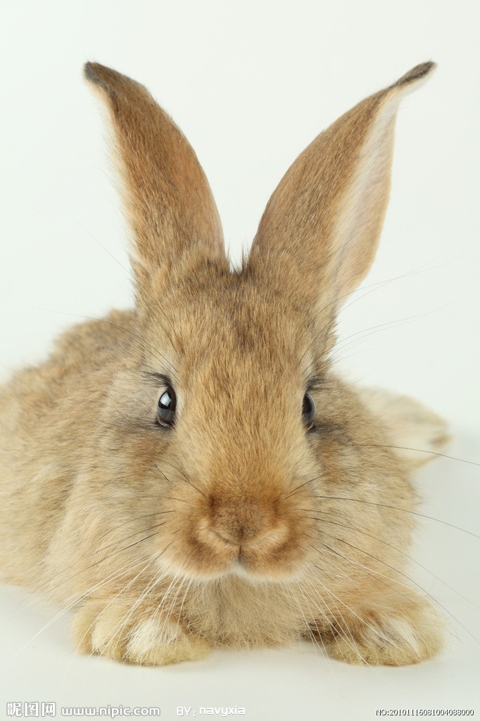 ">哺乳类 /a>兔形目 a target="_blank" href="/item/兔科/2041617"