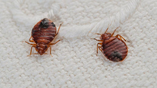  p>臭虫,又称壁虱,木虱,床虱,扁螂等.