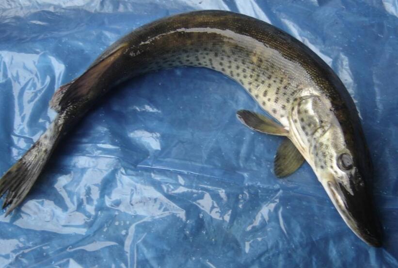  p>黑斑狗鱼(学名: i>esox reicherti /i>),为狗鱼科.