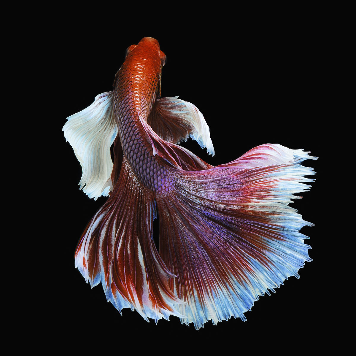  p>半月斗鱼是一种原产于泰国的热带观赏鱼,繁殖方式奇特;能栖息于