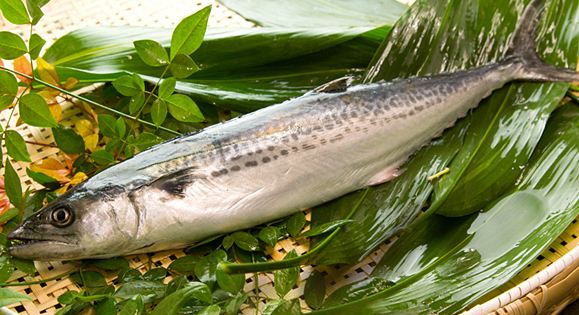  p>蓝点马鲛(学名: i>scomberomorus niphonius /i>)是鲭科,鲅鱼下的