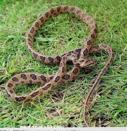  p>繁花林蛇是 a target="_blank" href="/item/游蛇科">游蛇科 /a> a