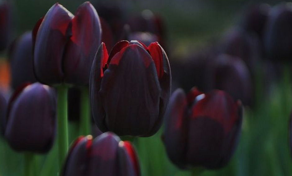 花香清淡幽雅,但真正的黑色曼陀罗那是一种闻多了会让你产生轻微幻觉