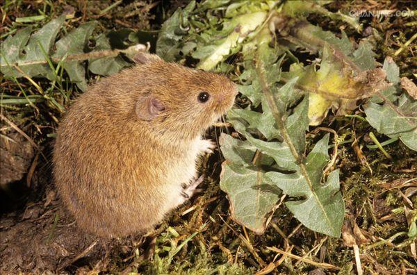  p>普通田鼠(学名:microtus arvalis)体长126~128mm,吻部短而钝,耳壳