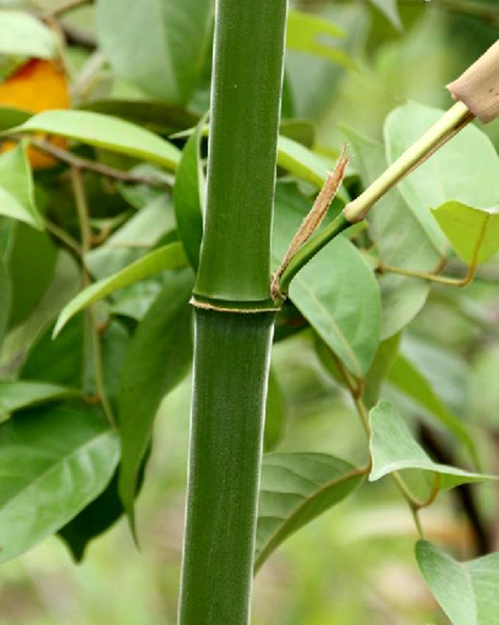 hsiung)是禾本科,刚竹属 a target="_blank" href="/item/乔木/33239