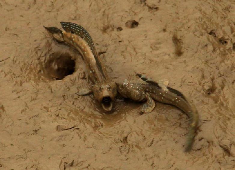  p>弹涂鱼(学名: i>periophthalmus cantonensis /i>)是虾虎鱼科 sup