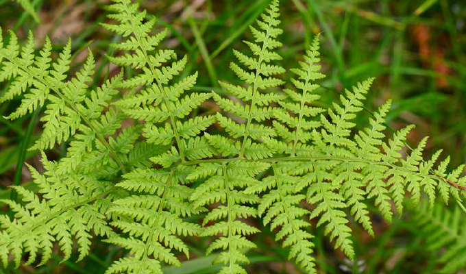 " data-lemmaid="1965645">蹄盖蕨科 /a>蹄盖蕨属植物,根状茎短粗