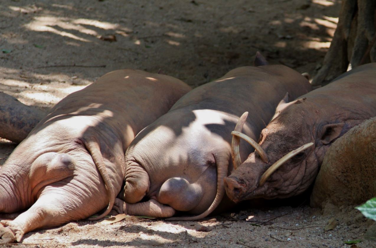 babyrousa togeanensis