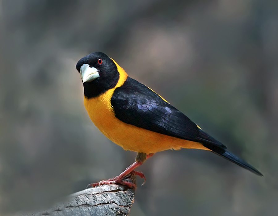 cocothraustes migratorlus