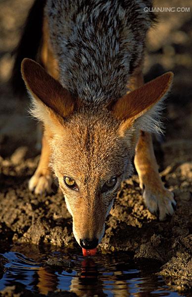  p>黑背胡狼(学名: i>canis mesomelas /i>):个头较小,长相似狗,行动