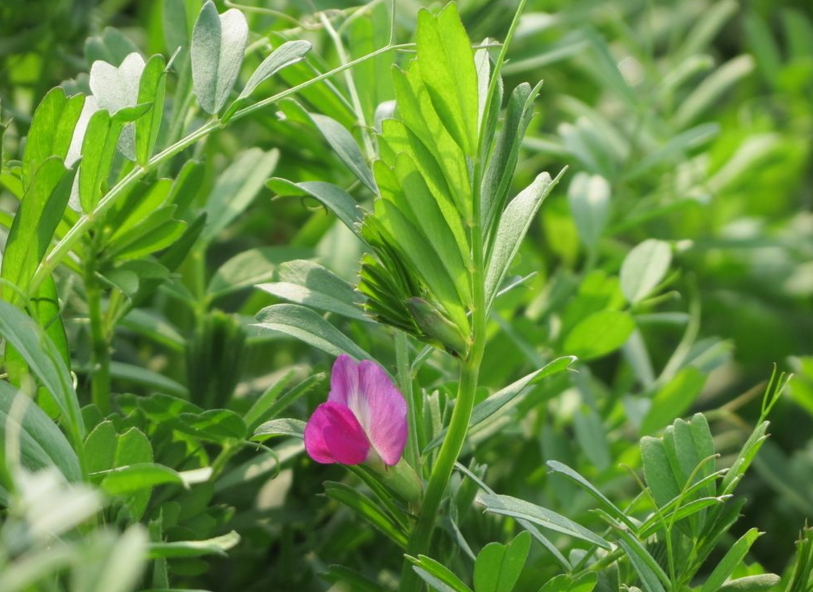 p> b>二色野豌豆 /b>(学名: i>vicia dichroantha diels /i>)为豆科