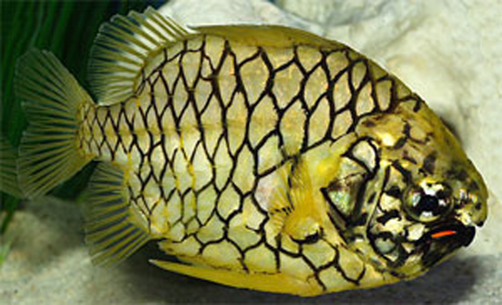  p>松球鱼为暖水性底层海鱼,因体被大栉鳞,形似松果球而得名.