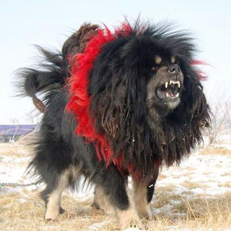  p>鬼獒是 a target="_blank" href="/item/藏獒/5311" data-lemmaid=