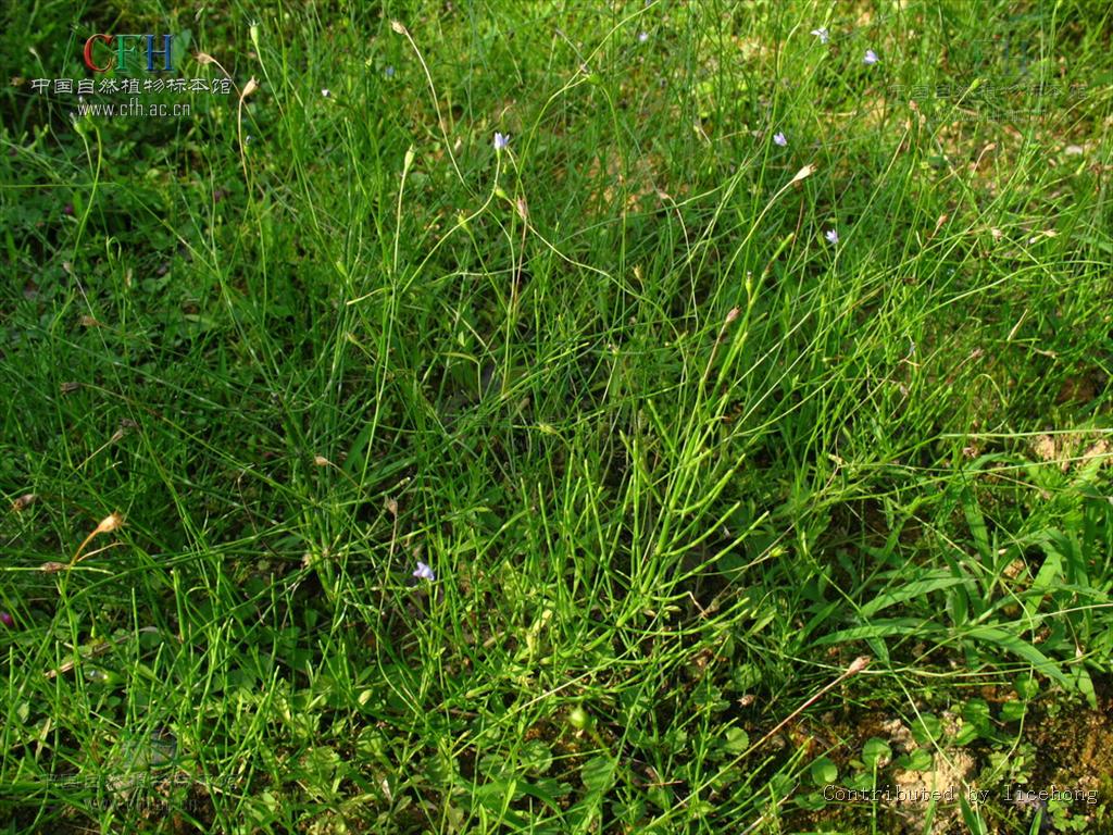  p>蓝花参属(学名:wahlenbergia schrad.