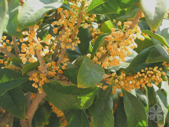 osmanthus fragrans zhonghua longgui