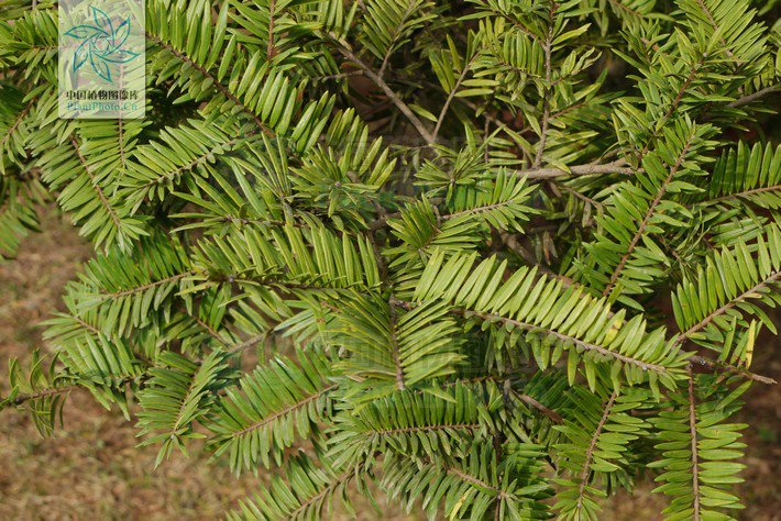 fu):是松科油杉属 a target="_blank" href="/item/乔木/33239" data