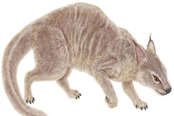  p>小古猫,又名 a target="_blank" href="/item/古猫兽">古猫兽 /a>