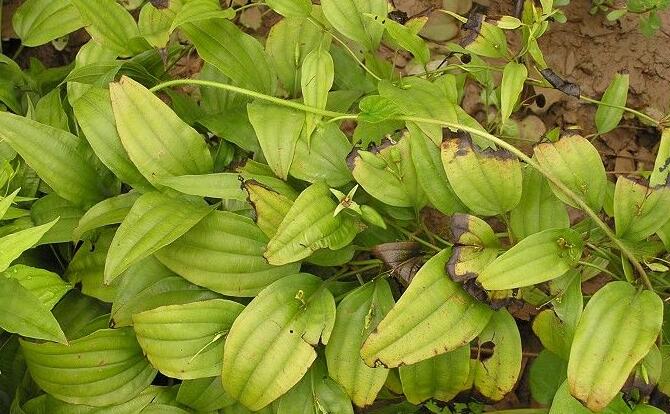 白布根中药里没有这味药你说的是"百部根",还是"白茅根"呀百部来源于