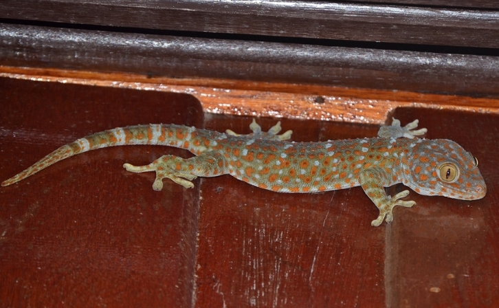  p>大壁虎(学名: i>gekko gecko /i>):俗称 a target="_blank" href="