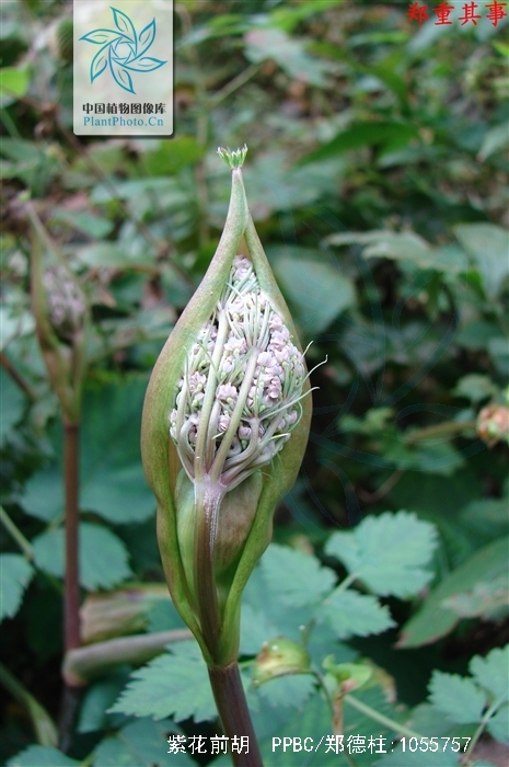  p>紫花前胡(学名: i>angelica decursiva /i> (miq.) franch.