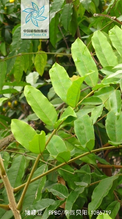  p>猪腰豆,又名大荚藤,细梗惠特木,白藤花,为 a href="#" data-lemma