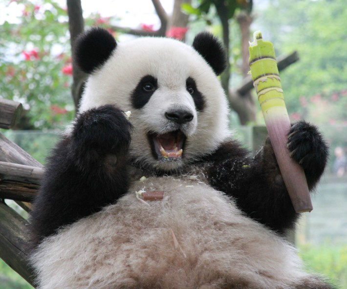  p>重庆动物园(chongqing zoo),原名西区公园,位于重庆市 a target="