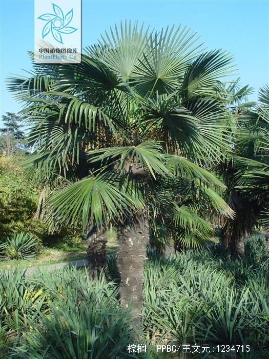 棕榈