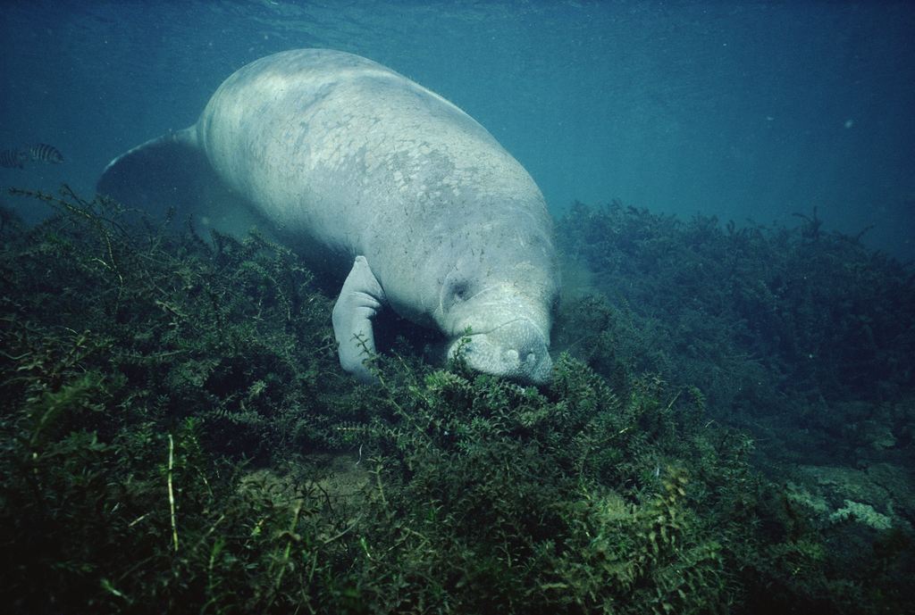  p>西印度海牛(t. manatus),也称加勒比海牛,北美海牛.