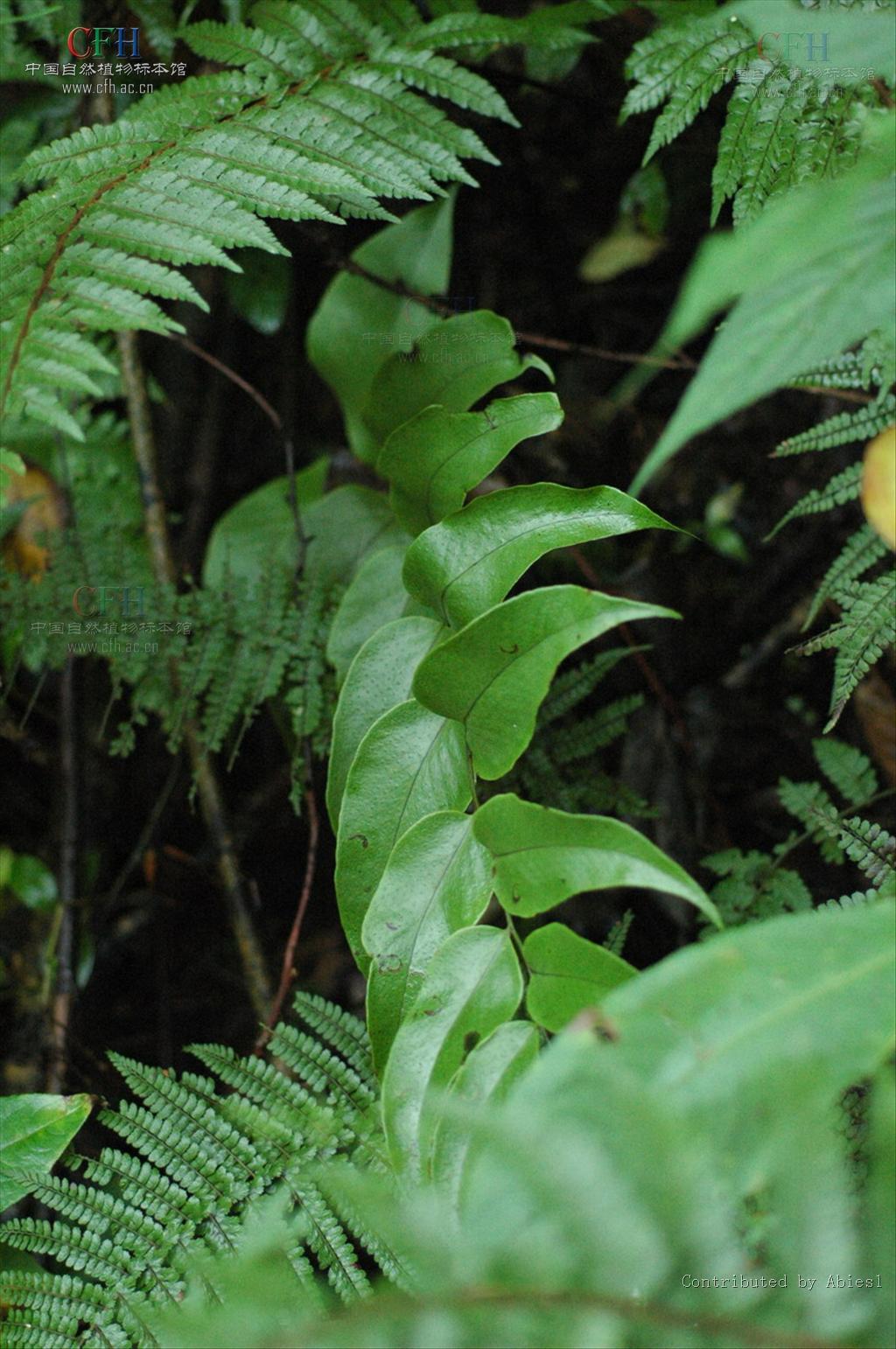  p>贯众属(学名:cyrtomium presl)是鳞毛蕨科下一个属,贯众属约50种