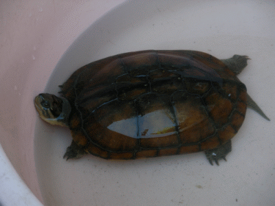  p>越南石龟 i>(mauremysmutica) /i>, a href="#">为龟科 /a>,拟 a