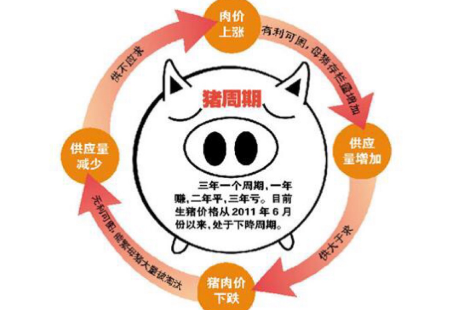 猪周期