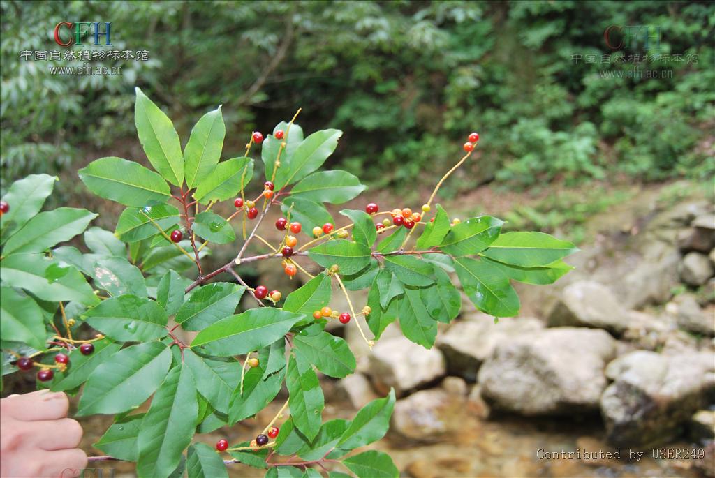  p>橉木,是 a data-lemmaid="1349839">稠李属