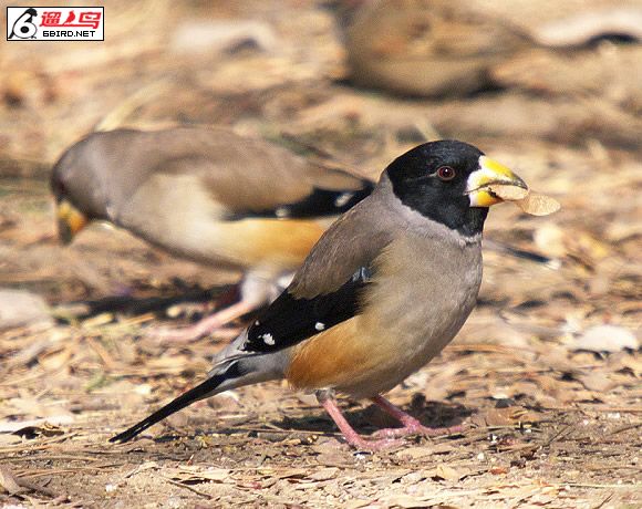  p>蜡嘴雀是中国传统鸟种,也是国家保护动物.