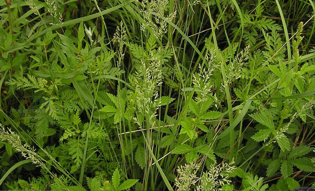  p>早熟禾(学名: i>poa annua /i> l.