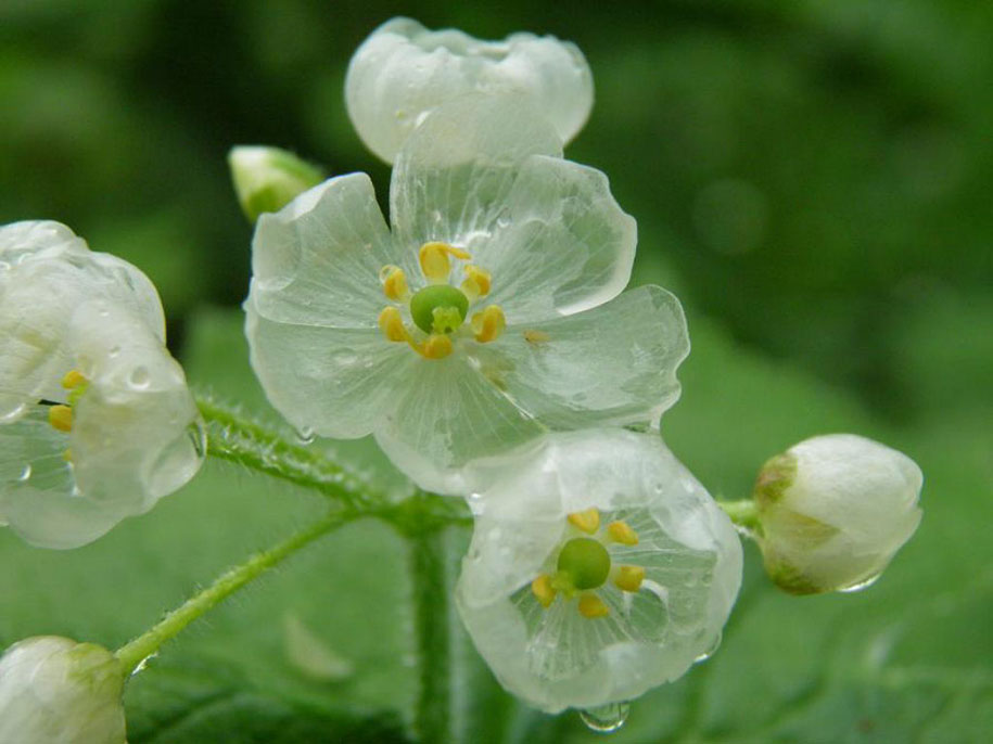 skeleton flower