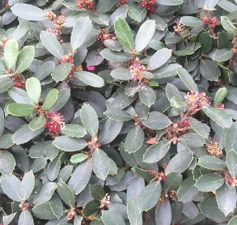  p>中华蚊母树(学名: i>distylium /i>  i>chinense  /i>(franch.