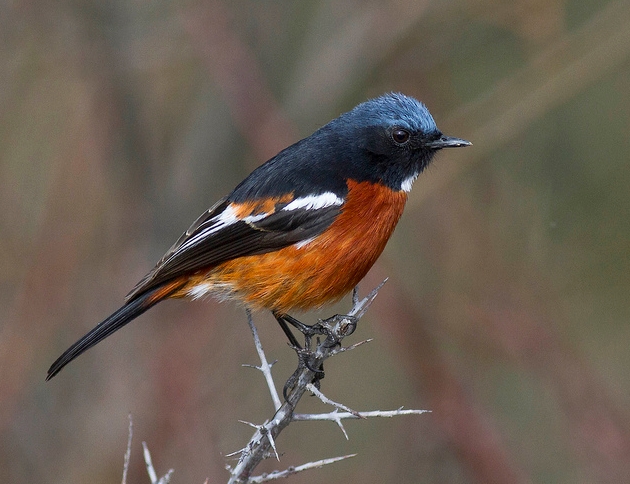  p>白喉红尾鸲(学名: i>phoenicurus schisticeps /i>),小型鸟类,体长