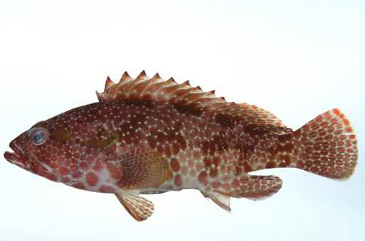  p>褐石斑鱼,epinephelus bruneus, a href="#">鮨科 /a> a href="#">