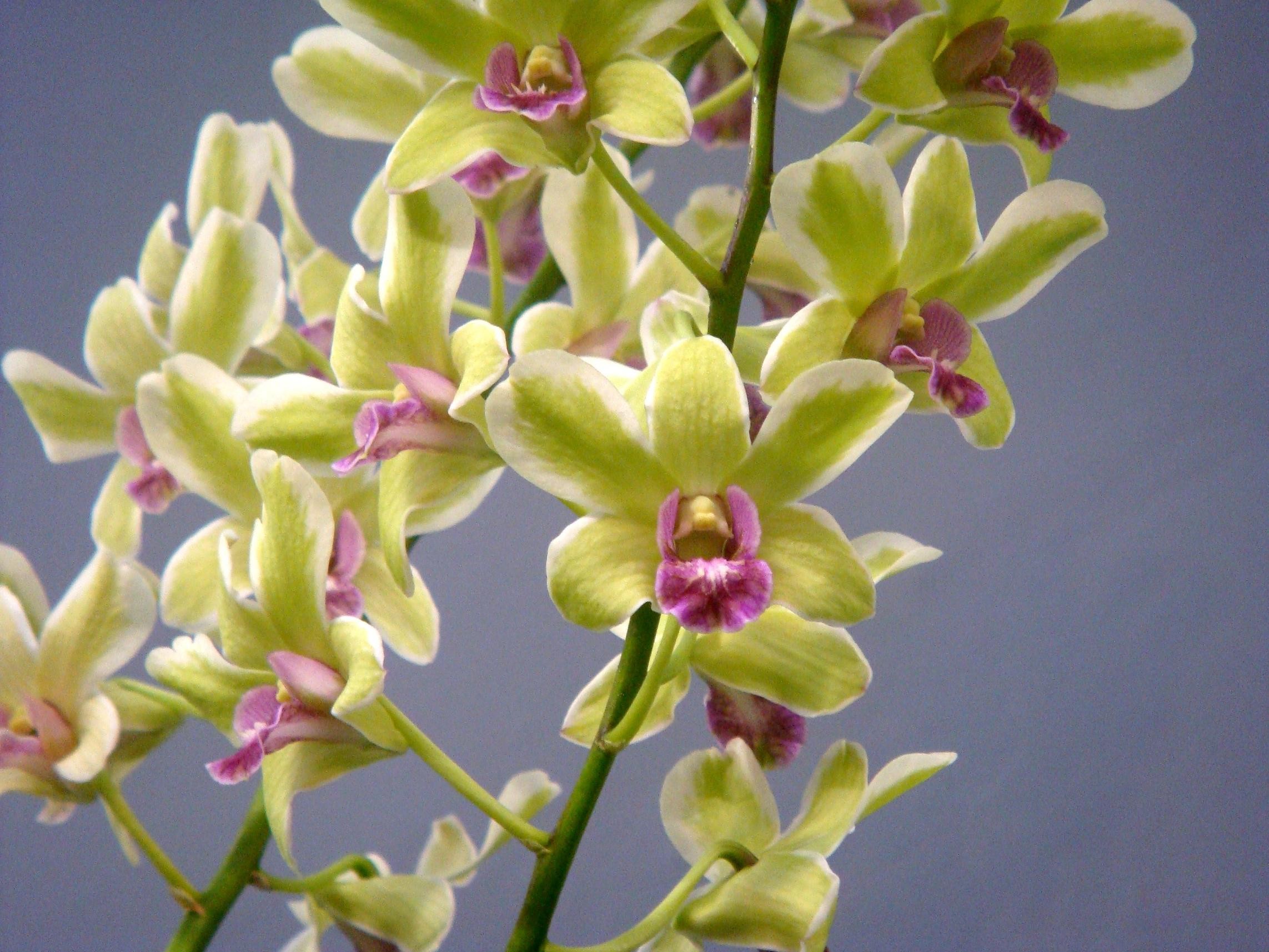  p>兜唇石斛(学名: i>dendrobium aphyllum /i>  (roxb. ) c. e.