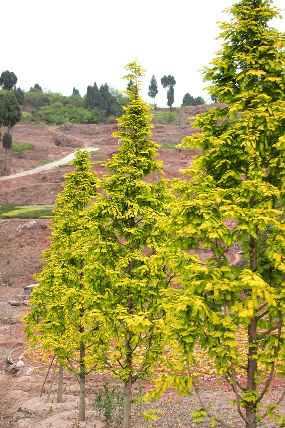 是指其叶片,茎杆等常年呈现出异色(非绿色)的植物,如 a target="