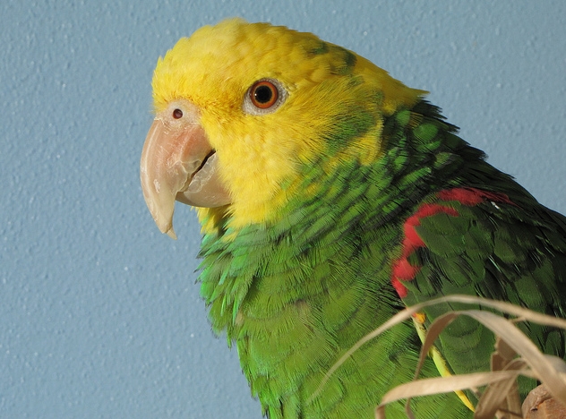 oratrix /i>),又名 b>黄头亚马逊鹦鹉 /b>或 b>黄冠亚马逊鹦哥 /b>,属