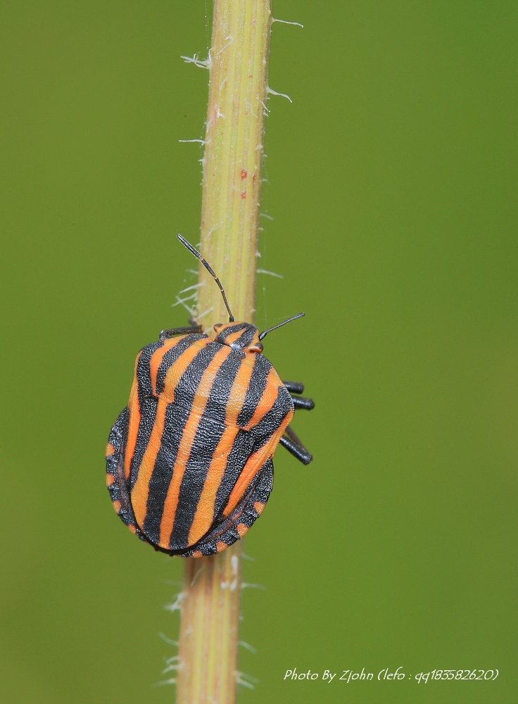  p>昆虫名,为半翅目,蝽科.
