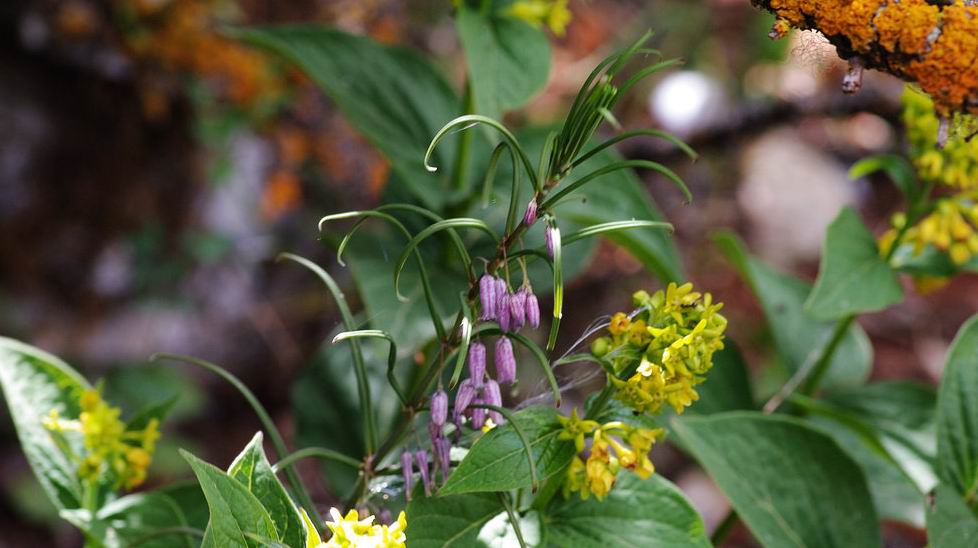  p>卷叶黄精(学名: i>polygonatum cirrhifolium /i> (wall.