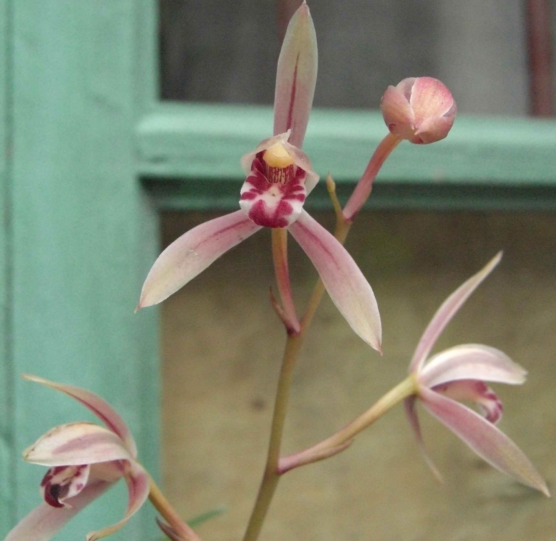  p> b>无叶兰属 /b>(学名: i>aphyllorchis /i>)是兰科下的一个属,为