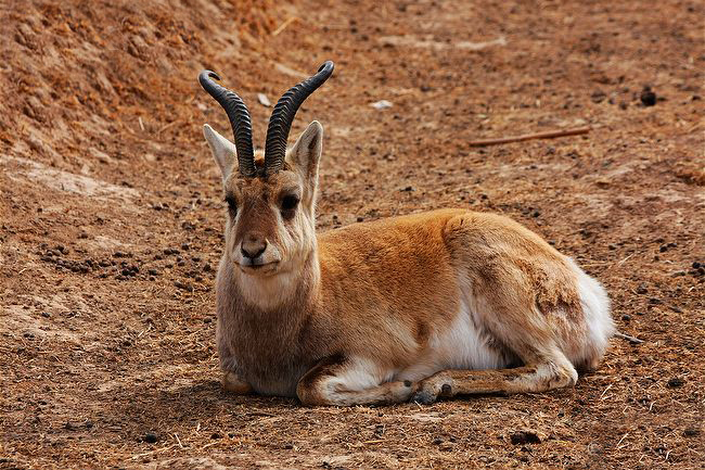 procapraprzewalskii)