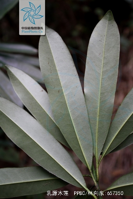 木莲属乔木,高达8米;树皮灰褐色;枝黄褐色;叶倒披针形,长8-14厘米,宽