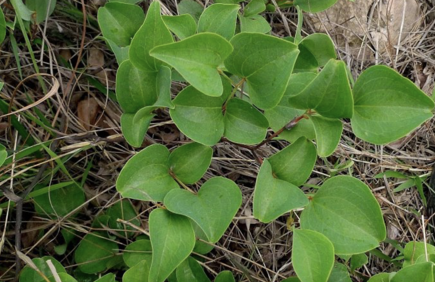  p>矮菝葜 i>(smilax nana wang), /i>直立 a target="_blank" href="